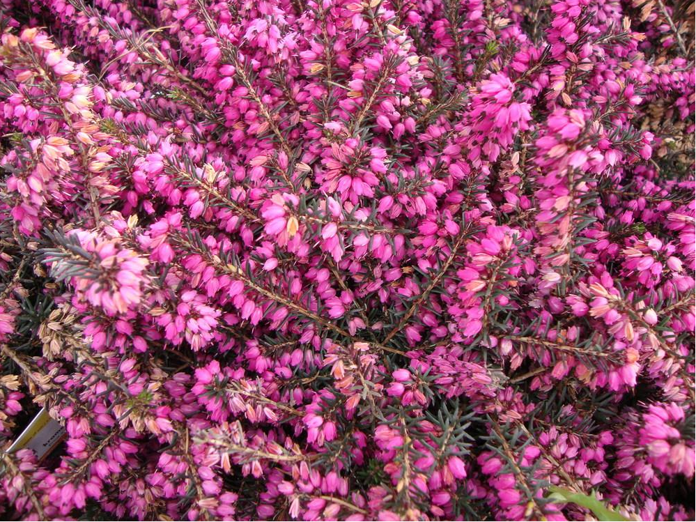 pink winter heath flowers
