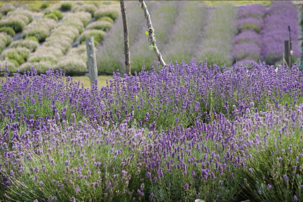 field of purple rosemary
