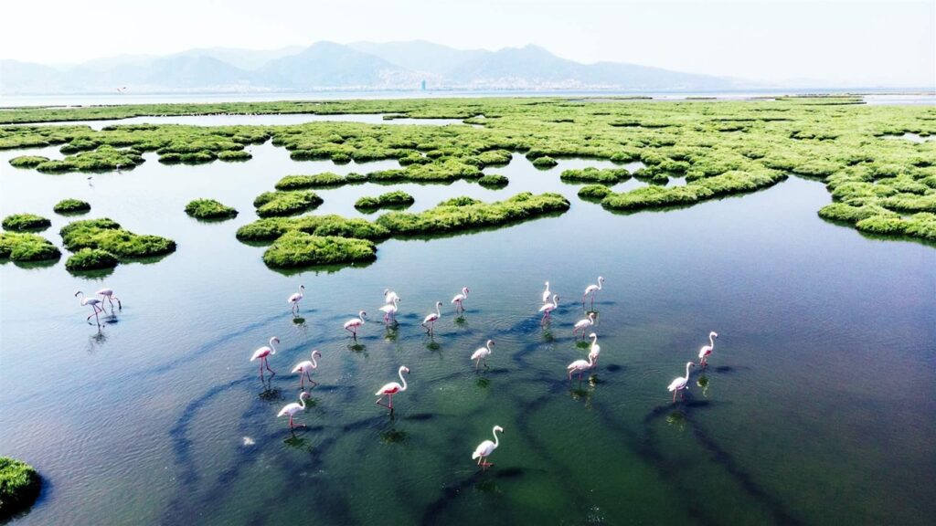Salt marsh with flamingos